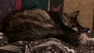 Essie, doing her best Smaug guarding his hoard impression.